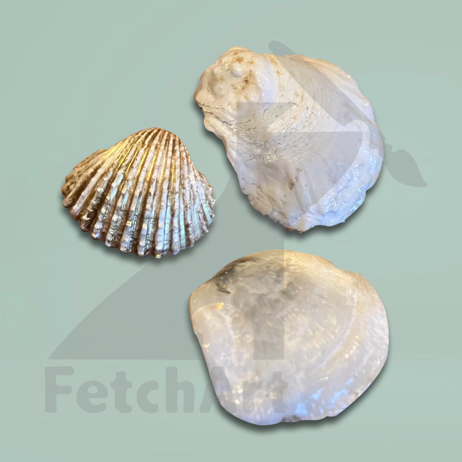 Hand painted mermaid seashell Art (Single Piece) Bathroom Décor