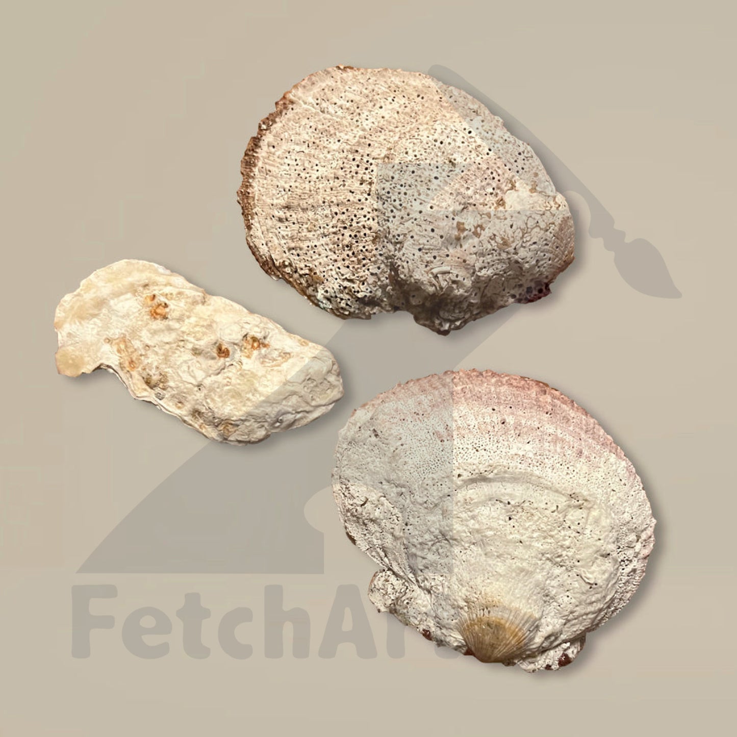 Northern Pacific collection hand painted seashell art (Single Piece) Bathroom Décor